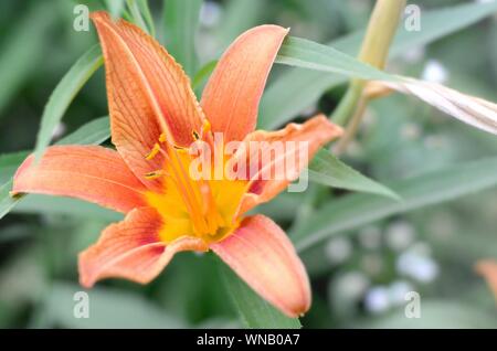 Orange lily flowers with green stems grow in a country house garden. Lilium bulbiferum is a herbaceous European lily with underground bulbs Stock Photo