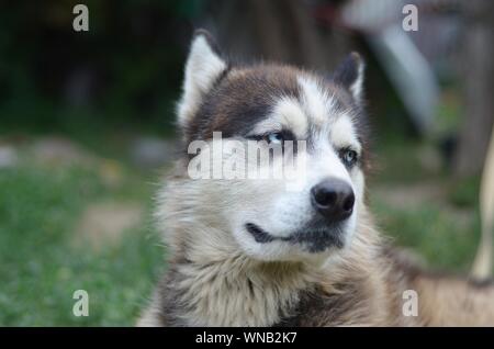 Alaskan Malamute with blue eyes. The Arctic Malamute is a wonderful fairly large dog native type designed to work in harness, one of the oldest breeds Stock Photo