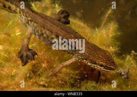 Palmate newt (Lissotriton helveticus) male in a garden pond at night with webbed hind feet spread and tail filament clear, surrounded by Water fleas. Stock Photo