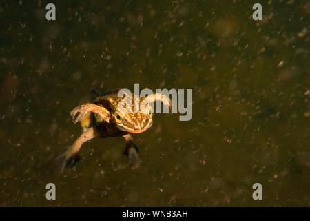 Palmate newt (Lissotriton helveticus) male swimming in a garden pond at night surrounded by Water fleas (Daphnia pulex), Somerset, UK, March. Stock Photo