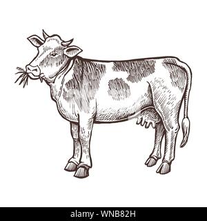 Cow farm animal sketch, isolated cow on the white background. Vintage style. Vector illustration. Stock Vector