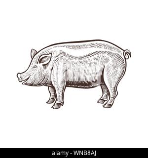 Farm pig animal sketch, isolated pork on the white background. Vintage style. Vector illustration. Stock Vector