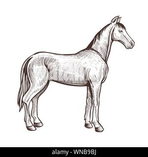 Horse handdrawn artwork. Horse animal sketch for horseback riding, equestrian sport or other design. Vector illustration isolated on white Stock Vector