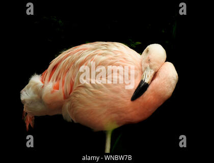 Pink flamingo  on a dark background , copy space Stock Photo