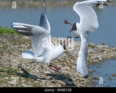 Black-headed gull (Chroicocephalus ridibundus) chasing a rival away from its nesting territory on a lake margin, Gloucestershire, UK, April. Stock Photo