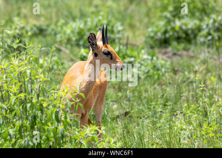 Oribi, Ourebia ourebi is small antelope found in eastern, southern and western Africa. Ethiopia, Senkelle Sanctuary, Africa wildlife Stock Photo