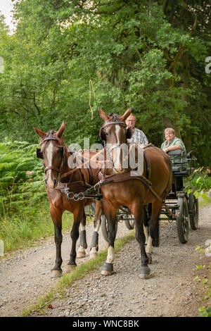 A 60 year old man drives a carriage with two horses (Saxon Thuringian heavy warm blood). He comes from the forest. Stock Photo