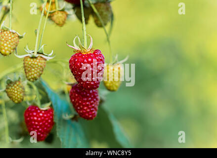 branch of ripe raspberries in a garden on green background. Red sweet berries growing on raspberry bush in fruit garden. Stock Photo