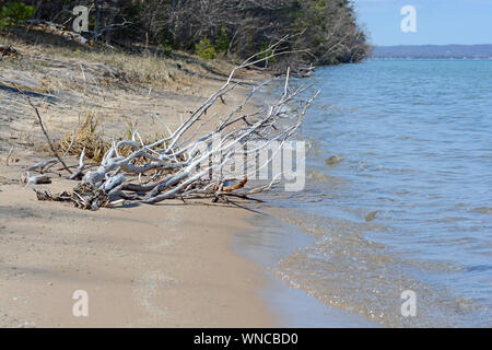 Horizontal photograph of bleached driftwood washed up on the sandy shore. Stock Photo