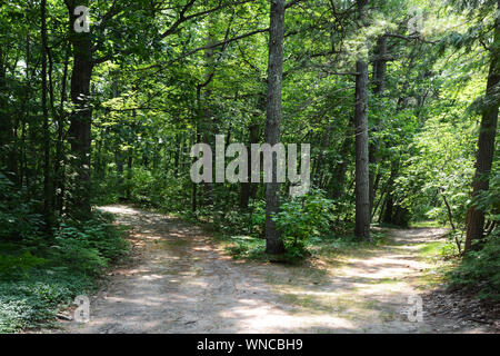 Horizontal photo of a path that forks in the woods. Which path will you take? Stock Photo