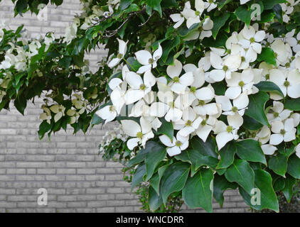 Closeup photograph of a flowering dogwood tree in bloom with a brick wall in the background. Stock Photo