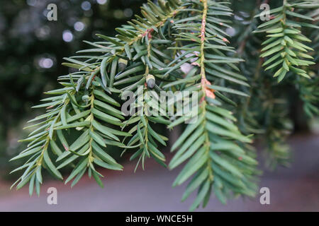 taxus brevifolia, pacific yew, western yew, pine tree foliage, and fruit close up Stock Photo