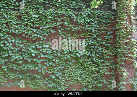 Photo of a brick wall covered with clinging ivy. Beautiful garden feature but can cause damage. Stock Photo
