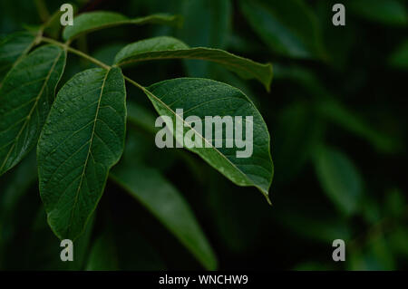 Dark green foliage of a healthy plant with leaves glistening from raindrops. Low key, horizontal background or banner. Moody Floral Stock Photo