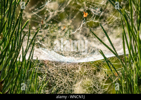 drops of morning dew on a spider web on pine branches at sunrise Stock Photo
