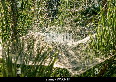 drops of morning dew on a spider web on pine branches at sunrise Stock Photo
