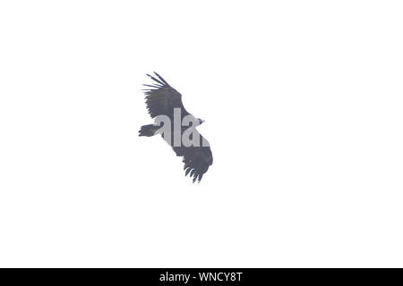 Black Vulture (Aegypius monachus) Mallorca Spain ES August 2019 Stock Photo