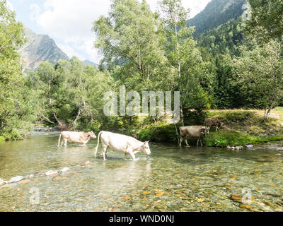 Herd of cows grazing in the Pla De Boavi; in the province of Lleida, in the Catalan Pyrenees. Catalonia, Spain, Europe. Stock Photo