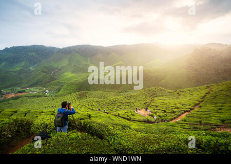 Young asian photographer traveling into tea fields with mist. Young man traveler take a photo of mountain tea field, Enjoying tea plantations in Camer Stock Photo