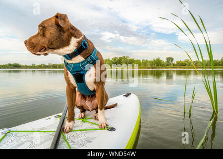 Pit bull terrier dog on an inflatable stand up paddleboard, summer scenery with green reeds, travel and vacation concept Stock Photo