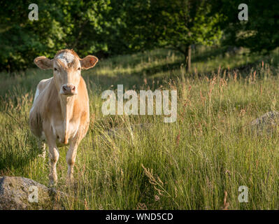 Young cow in rural landscape meadow at the hills of Rörum in summer, Osterlen, Skane, Sweden, Scandinavia Stock Photo