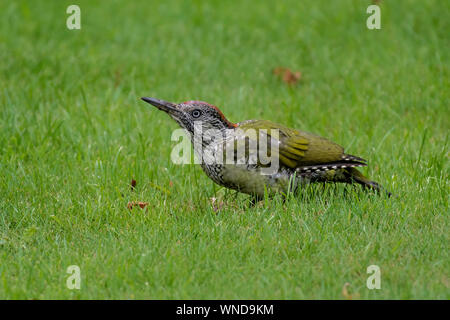 Green Woodpecker(Picus viridis) anting on a garden lawn in Norfolk. Stock Photo