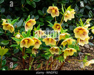 Red speckled yellow flowers of the late winter flowering perennial Lenten Rose, Helleborus orientalis 'Harvington Yellow Speckled' Stock Photo