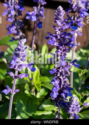 Summer spikes of the blue flowered perennial sage, Salvia 'Mystic Spires Blue' Stock Photo