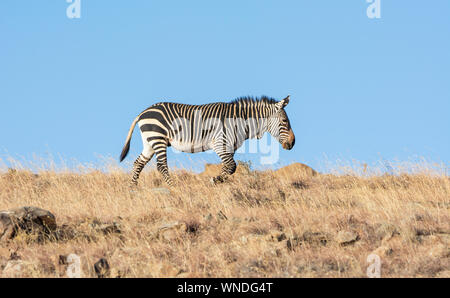 Cape Mountain Zebra in Southern African savanna Stock Photo