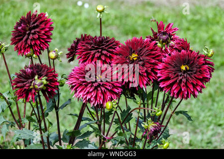 Dahlia flowers garden border, Dark red Dahlias 'Aluna Jais' Dahlias for cutting Late summer garden Stock Photo
