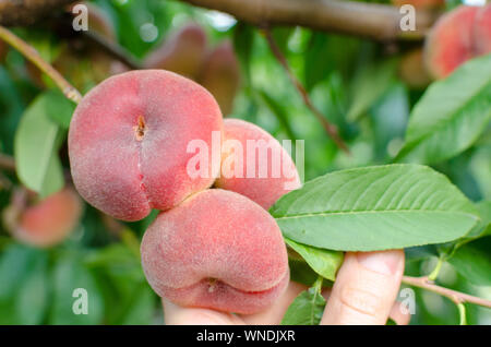 Close-up of a branch with saturn peaches and green leaves. Stock Photo
