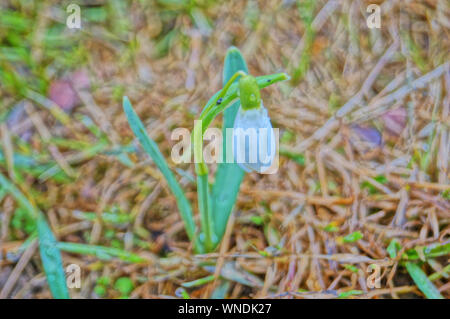 Flowers and buds of snowdrops with white petals and green leaves in the forest on a spring sunny day Stock Photo