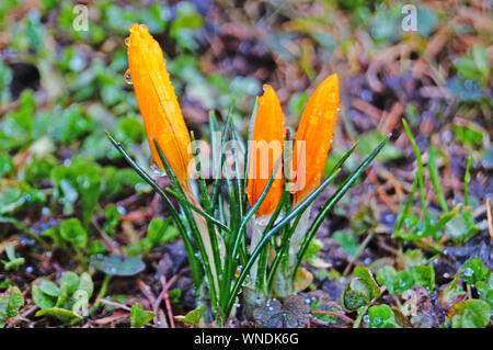 Crocus flowers and buds with yellow petals and green leaves in a clearing on a spring sunny day Stock Photo