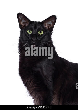 Haed shot of pretty young adult solid black Balinese / Oriental Longhair ca Stock Photo