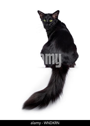 Pretty young adult solid black Balinese / Oriental Longhair cat, sitting backwards. Looking over shoulder straight at camera with mesmerizing green ey Stock Photo