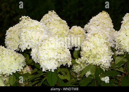 panicled hydrangea or hydrangea paniculata with big creamy white and pink and green flowers in summer, shrub of hydrangea paniculata Stock Photo