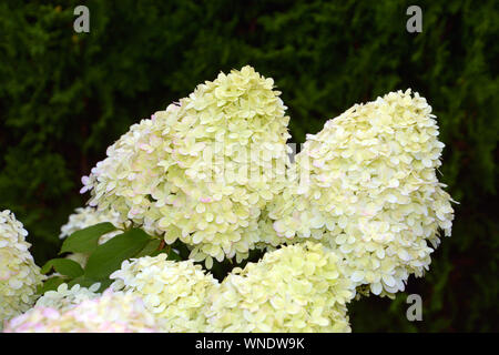 close-up of little tree of hydrangea paniculata, panicled hydrangea or hydrangea paniculata limelight with big creamy white and pink and green flowers Stock Photo