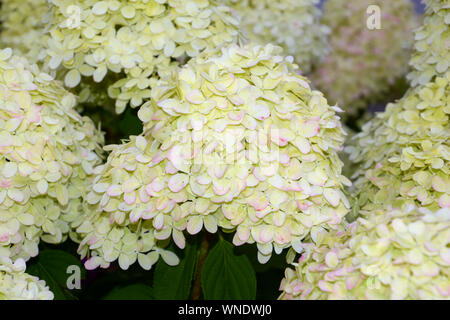 flowering hydrangea paniculata, panicled hydrangea or hydrangea paniculata limelight with big creamy white and pink and green flowers in summer Stock Photo