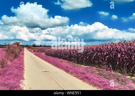 Beautiful pink and purple infrared shots of country landscapes in europe Stock Photo