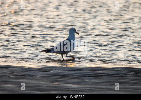 Lonely seagull standing on the beach on at the sunset on a windy day Stock Photo