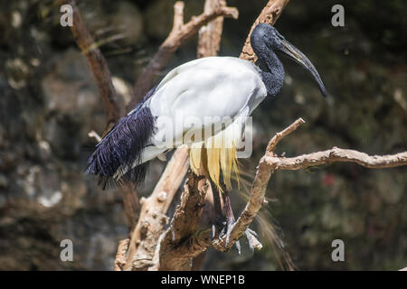 African sacred ibis (Threskiornis aethiopicus) on a tree Stock Photo