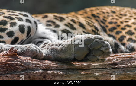 leopard paw (Panthera pardus) on wooden log, with body background Stock Photo