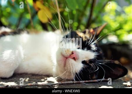 cute tricolor cat sleeps in a summer garden near flowers, maneki neko. Stock Photo