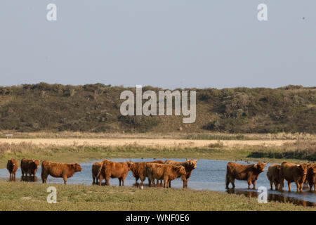 Herd of oxes standing in the water in the natural park of Langeoog Island in northern Germany on a beautiful bright sunny summer day Stock Photo