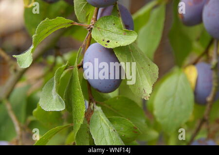 Closeup of plum on branch plum fruit hanging from tree orchard Nahaufnahme von Pflaume an Ast Obstbaum Stock Photo