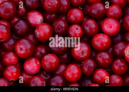 Lingonberry red juicy berry ripe fresh fruit background Stock Photo