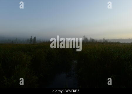 Autumn predawn foggy morning on a forest swamp   with large dense tall grass Stock Photo