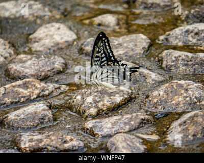 A papilio xuthus butterfly, also commonly called an Asian swallowtail, Chinese yellow swallowtail, or Xuthus swallowtail, drinks water from between th Stock Photo
