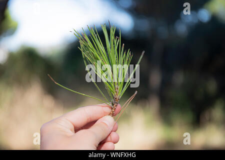 Hand holding a a twig of red pine needles (pinus pinaster) in outdoor background Stock Photo