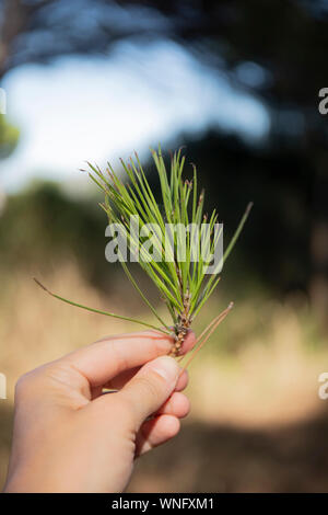 Hand holding a a twig of red pine needles (pinus pinaster) in outdoor background. Vertical shot. Stock Photo